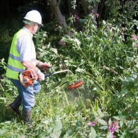 Himalayan Balsam